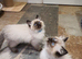 Stunning GCCF Registered Ragdoll Kittens.