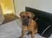 10 month old male Cane Corso X - Kai