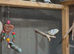 Budgies 6 indoor avairy