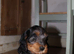 Gorgeous Schnocker puppies
