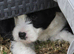 Tibetan Terrier puppies READY NOW