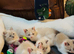 5 mixed ragdolls