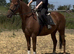 15.3hh Irish tb gelding