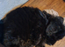 Gorgeous mini sheepadoodle puppy