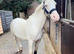 Stunning 15 hand cremello