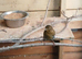 Canaries x 4