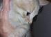 7 kittens for sale