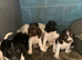 Springer spaniel KC registered