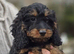Beautiful F1 Cockapoo Puppies Ready to Go to Loving Homes Now Licenced Domestic Breeder