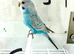 Baby Budgies available both sexes