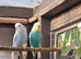 Budgies