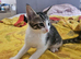 Adorable female kitten