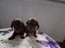 Dachshund