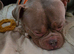 MALE MINI POCKET BULLY