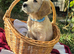 Golden Retreiver puppies. KC