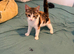 6 month old kitten