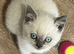 Stunning pure British Shorthaired kittens