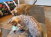 Beautiful TICA Registered Bengal Kittens.
