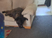 To rehome