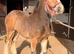Quality Stamp Bay Colt