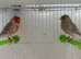 pair of 2025 canary