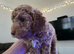 Male Cockapoo - last one!