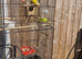 Lovebird
