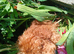 Miniature Poodle.