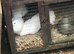 Fantails