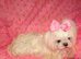 Gorgeous Babydoll KC Registered Korean Maltese Adult Girl