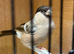 Siberian bullfinch’s