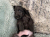 Doxipoo