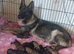 German Shepherd x Belgium Malinois