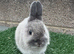 Pure breed Netherlands dwarf does