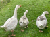 Four young geese looking for new home