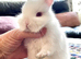 Netherland Dwarf purebred baby Rabbits