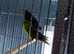 Lineolated parakeets