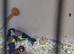4 coke goldfinchs for sale