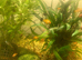 Platys for sale