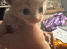 Mainecoon cross kittens