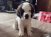 Last female Saint Bernard puppy READY TO LEAVE NOW