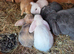 Gorgeous bunnies