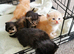 Pedigree Persian exotic x domestic short haired kittens