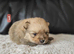 6 beautifull pomeranian baby's