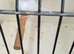 Pair of Bengalese finches