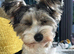 Biewer terrier