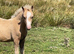welsh A colt foal