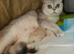 Scottish fold and straight kittens