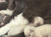 Ragdoll blue mitted kittens born 10/07/26