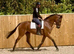 Stunning gelding